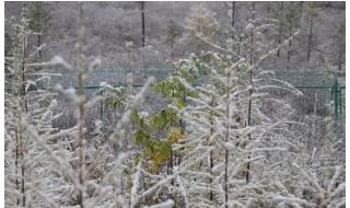 黑龙江一地突降鹅毛大雪