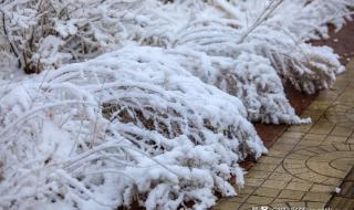 黑龙江一地突降鹅毛大雪