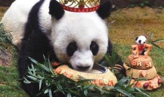 全球最长寿圈养大熊猫去世