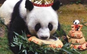 十二月八日全球最长寿圈养大熊猫谁去世 全球最长寿圈养大熊猫去世