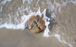 直播间卖的龙涎香手串是不是真的直播间的龙涎香是什么 龙涎香是什么动物的分泌物