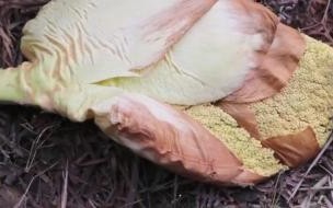 为什么每个人身上的味道都不一样 每个人身上都有独特的味道