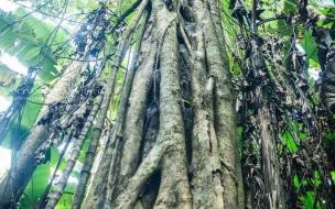 西双版纳自助游指南西双版纳自助游最佳路线图 西双版纳自助游攻略