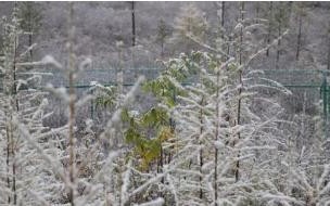 河北突降鹅毛大雪,现场情况如何 黑龙江一地突降鹅毛大雪