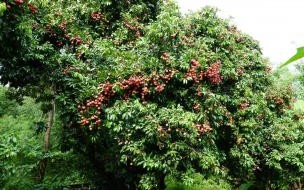 荔枝香甜美味,怎样做才能防止患上“荔枝病” 过量食用荔枝易得荔枝病